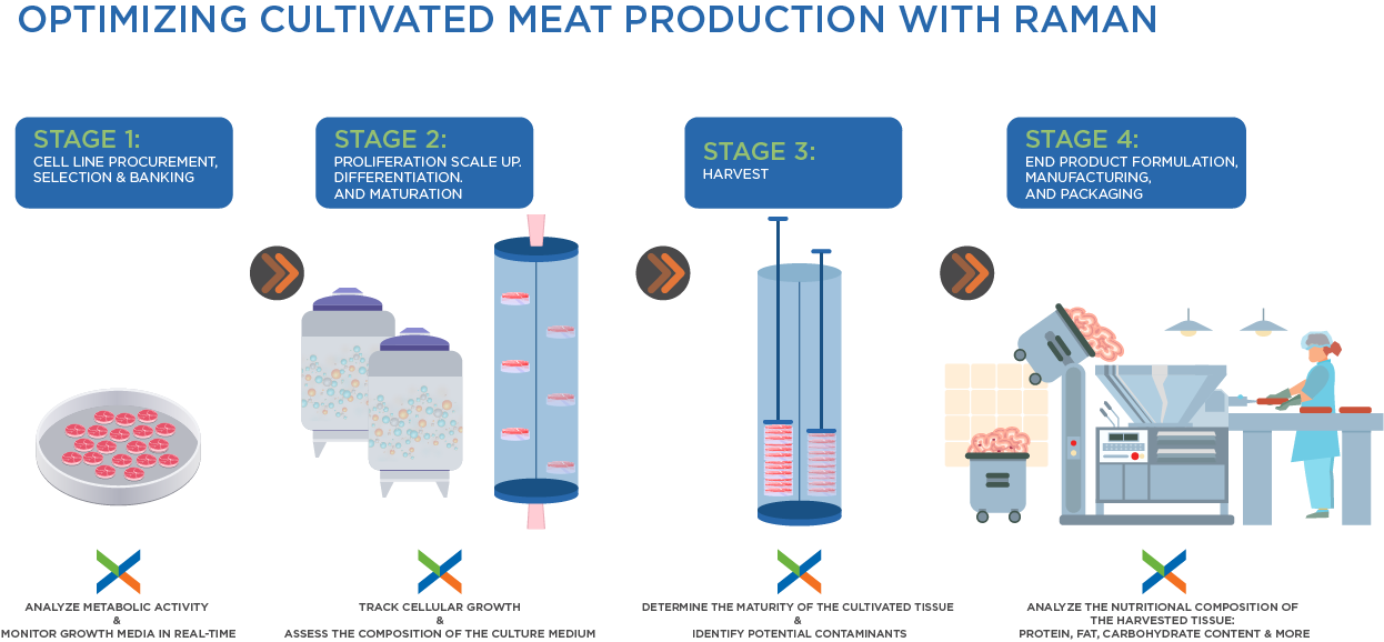 Raman for cultivated meat bioreactor yield